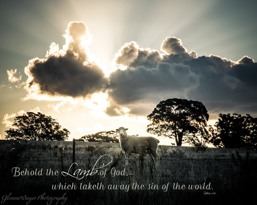 Sheep standing in pasture and dramatic clouds during sunset in Australia with scripture verse