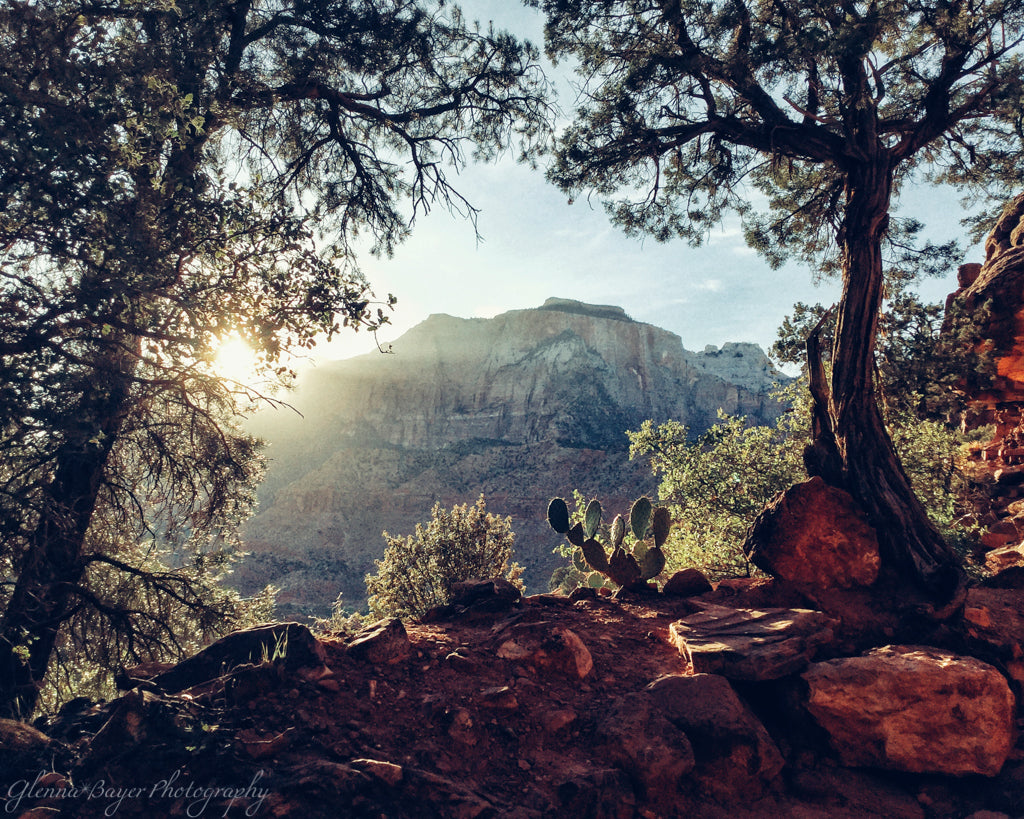 Grand Canyon Trail in early morning with trees, rocks, and cacti