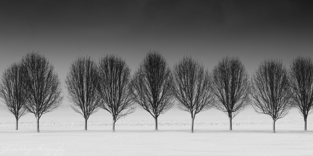 Line of Trees in Snow in black and white