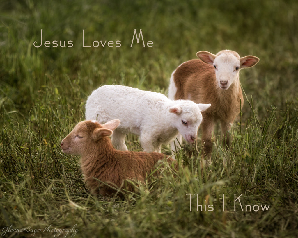 Three little lambs in green pasture with song verse