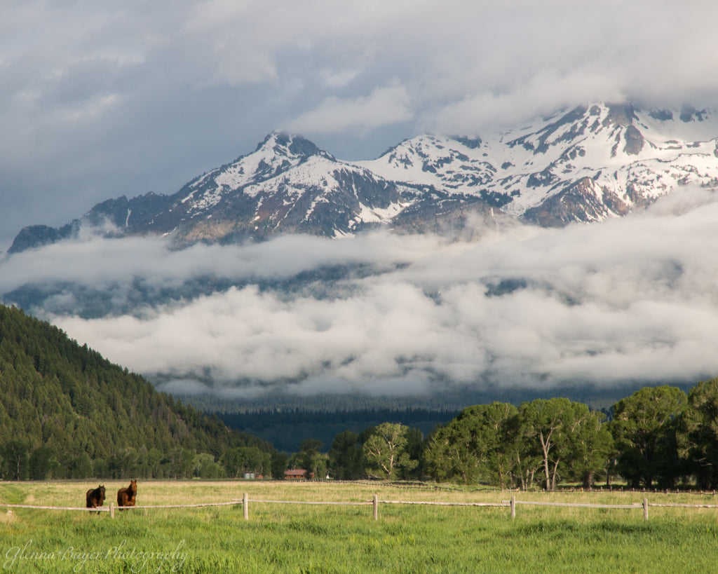 Horses in pasture at the Grand Teton National Park