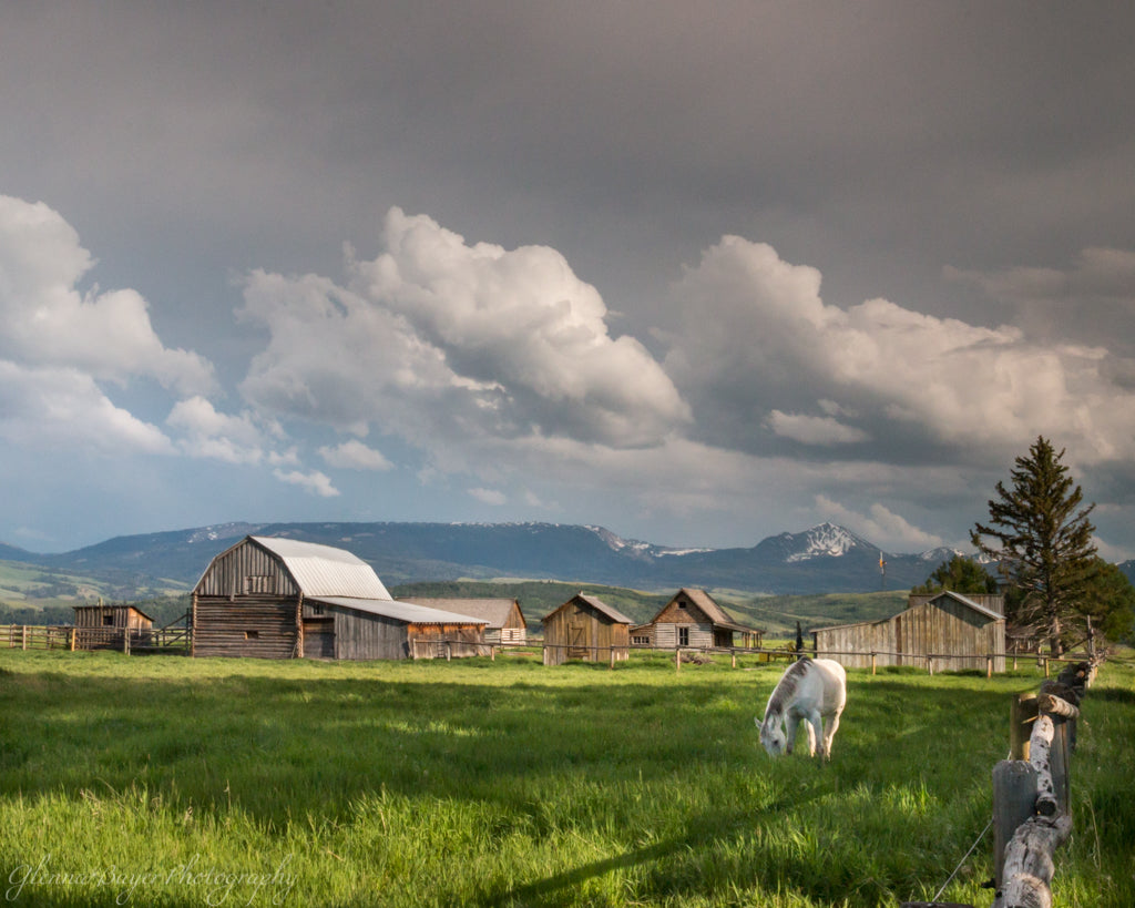 Horses and barns in the Grand Teton National Park