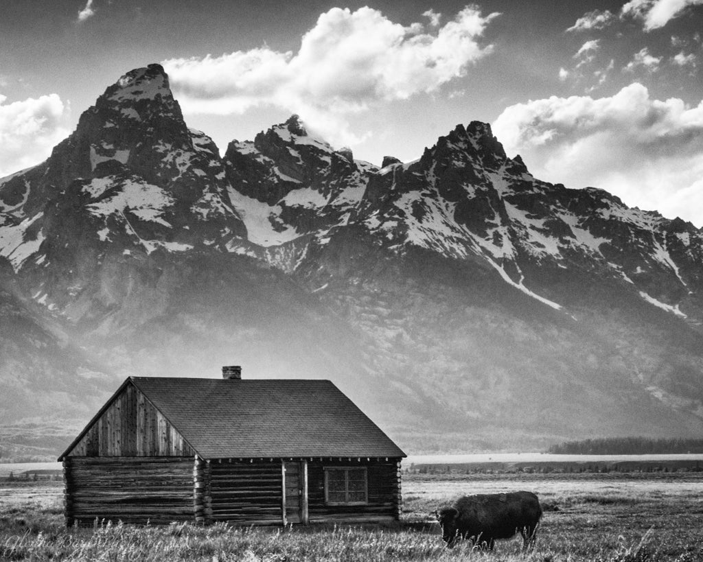 Log Cabin, Bison, and mountains in Teton National Park