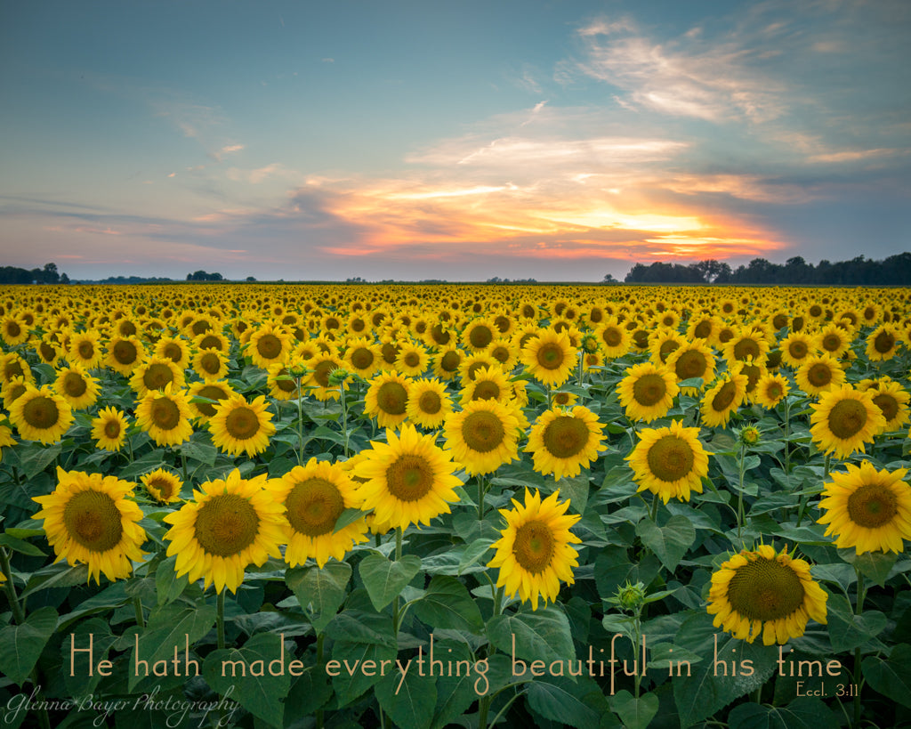 Large field of sunflower during sunset with scripture verse