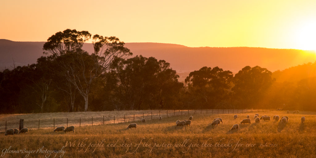Flock of sheep in pasture during orange sunrise in Australia with scripture verse