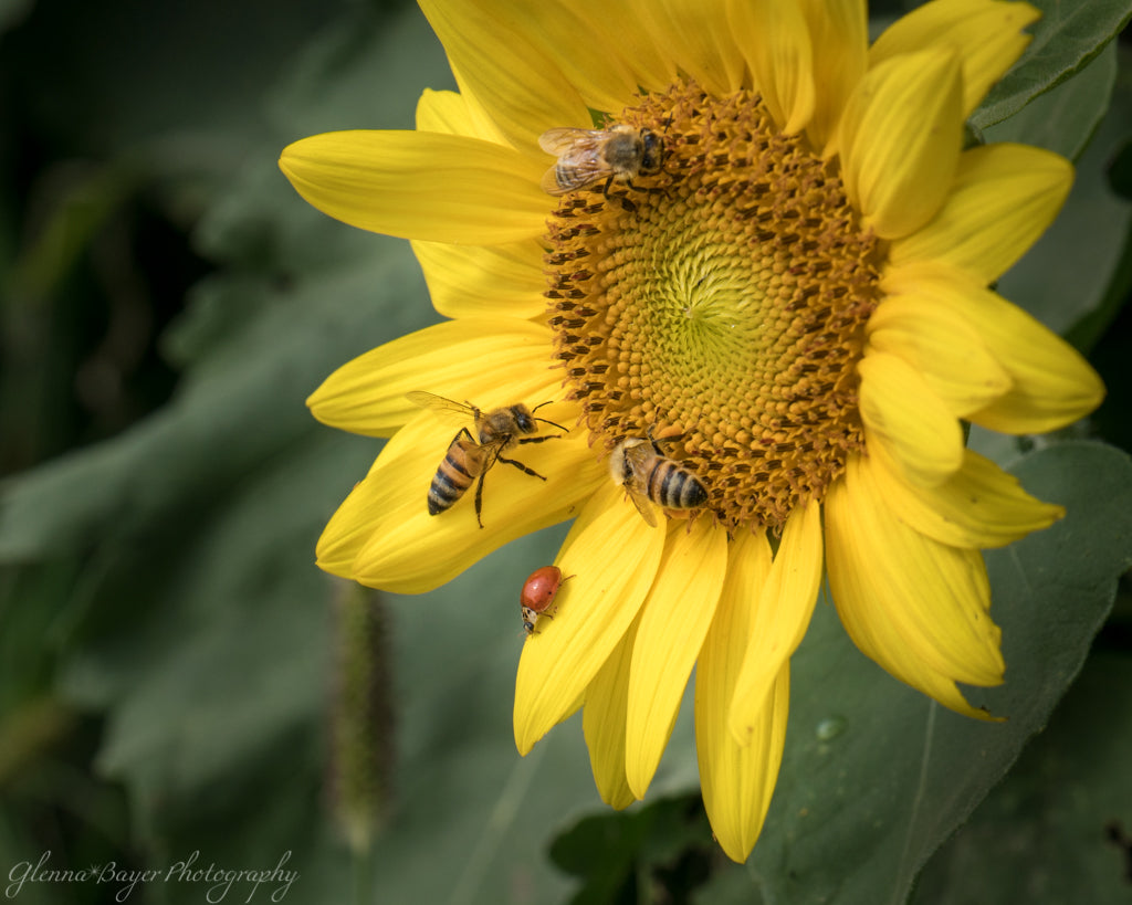 Ladybug and bees on yellow sunflower in Kansas