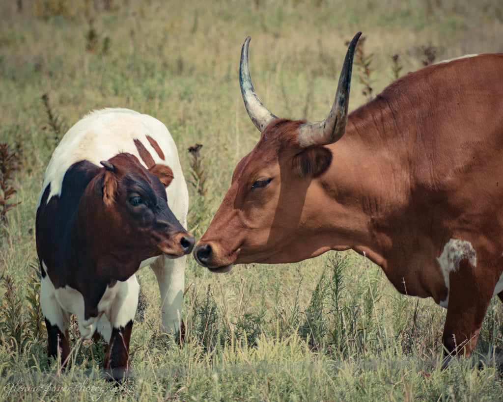 Brown mother cow and white and brown calf touching noses in a grassy field in Kansas