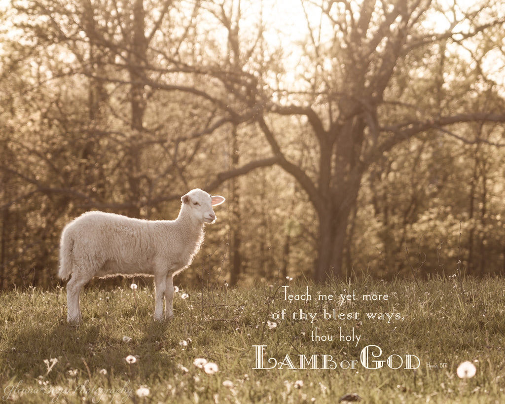 Little lamb standing in pasture at evening with scripture verse