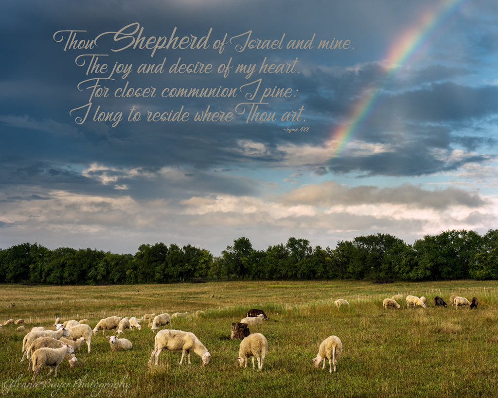Flock of sheep in pasture with rainbow in Douglas County, Kansas with scripture verse