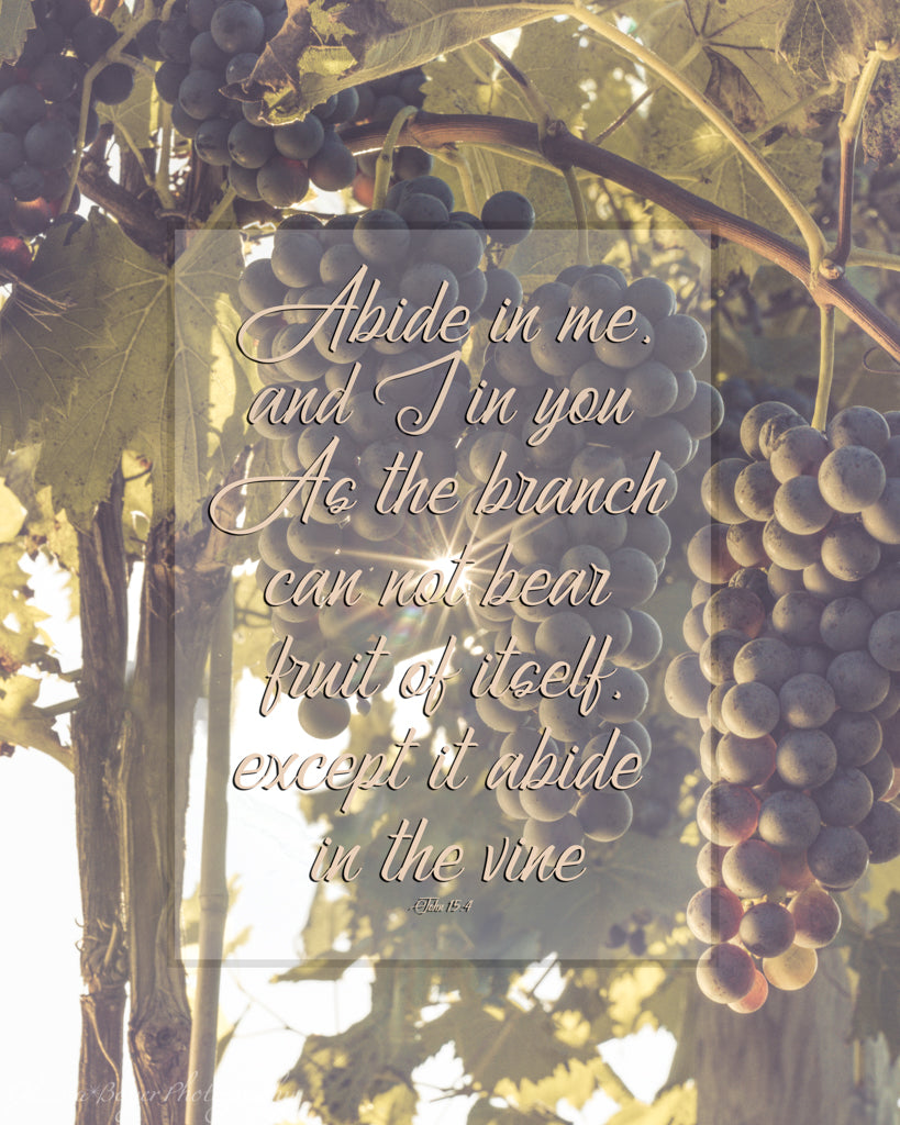 Sunburst through grapes on grapevine in vineyard with scripture verse