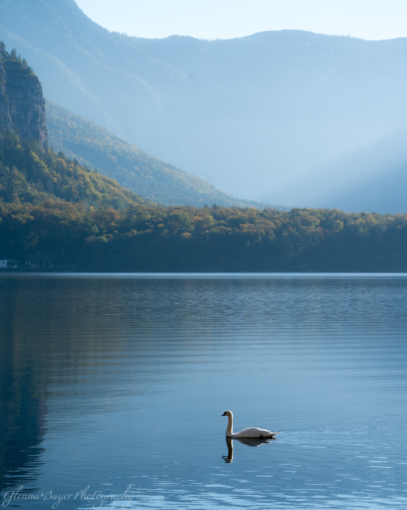 Swan on blue Lake in Hallstatt, Austria with blue mountains in background