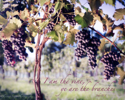 Grapes on grapevine in vineyard with scripture verse