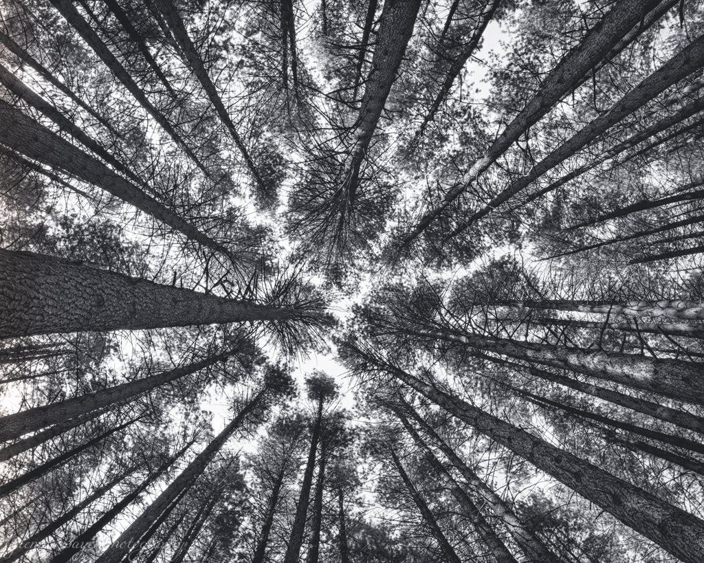 Tree tops in the Sugar Pine Forest in Australia, in black and white