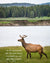 Elk beside river in Yellowstone National Park  with scripture verse