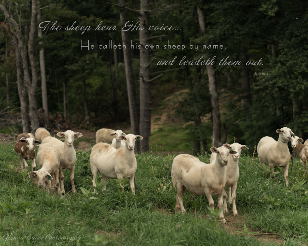 Sheep in green pasture with bible verse