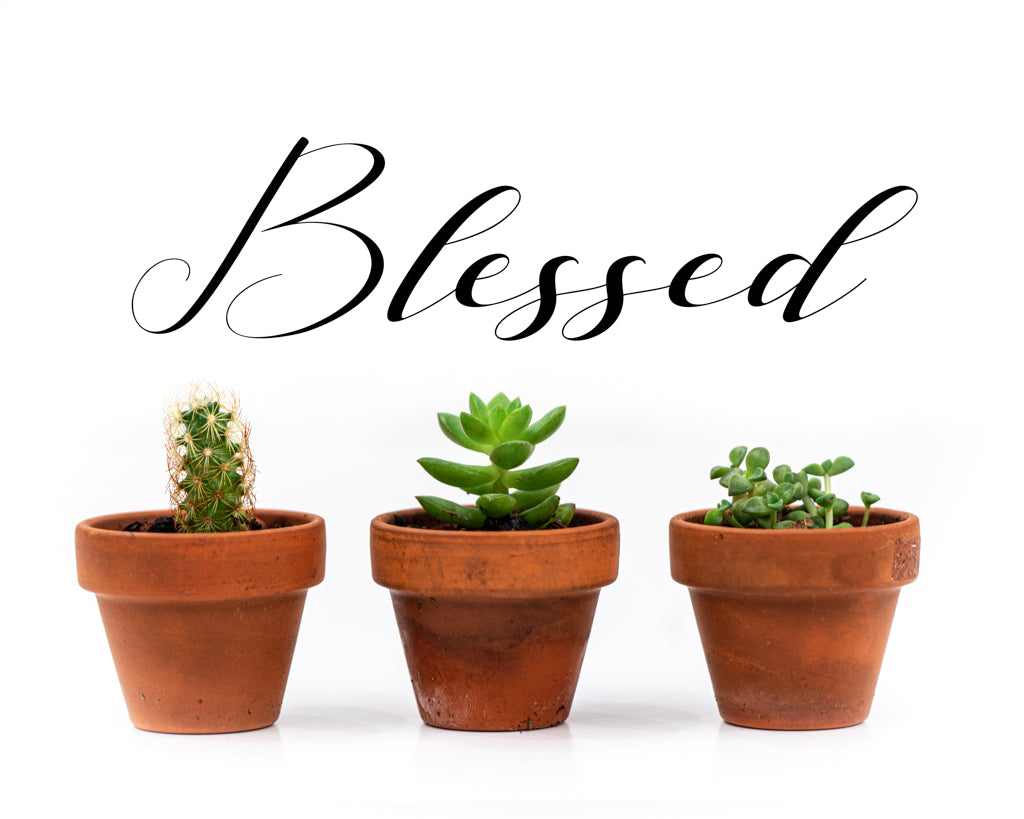 Three small potted plants, Blessed