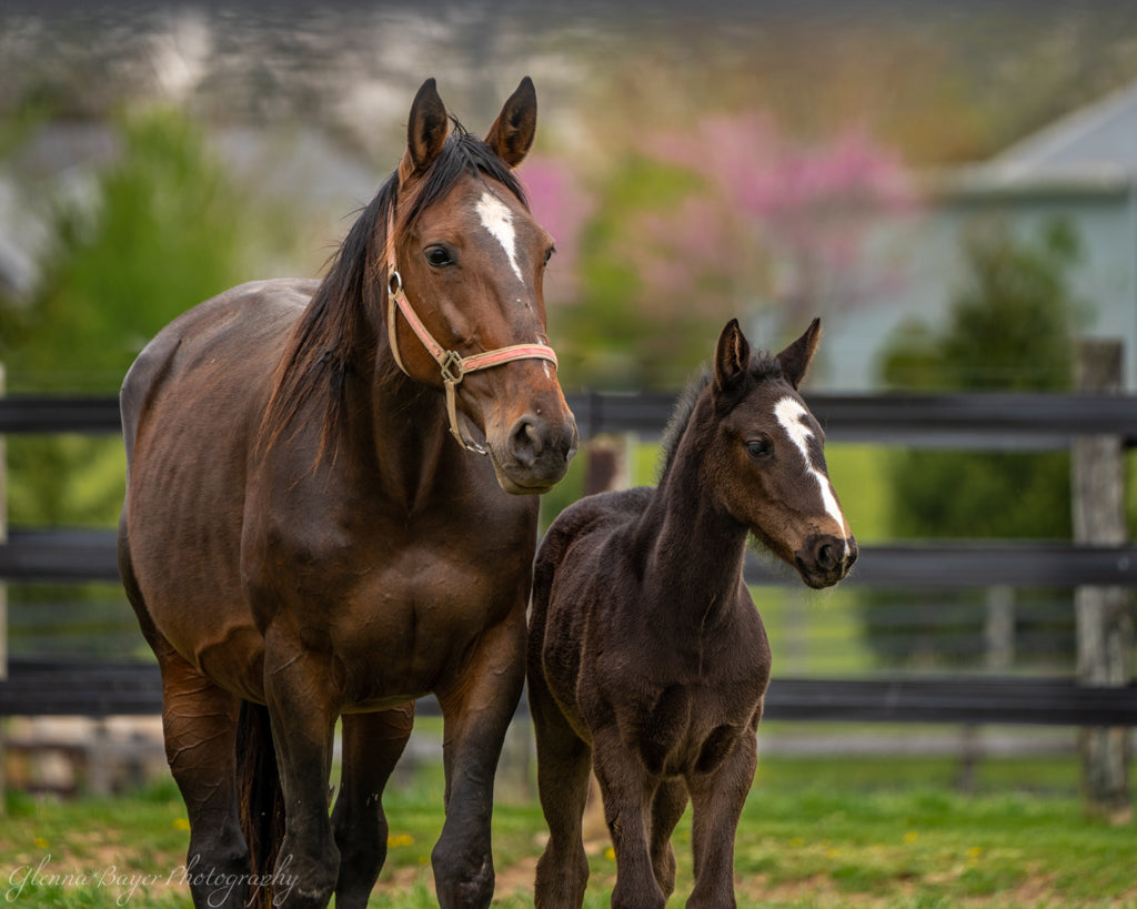 Brown horse in colt standing in green pasture