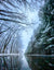 Snowy evergreen trees and water reflection