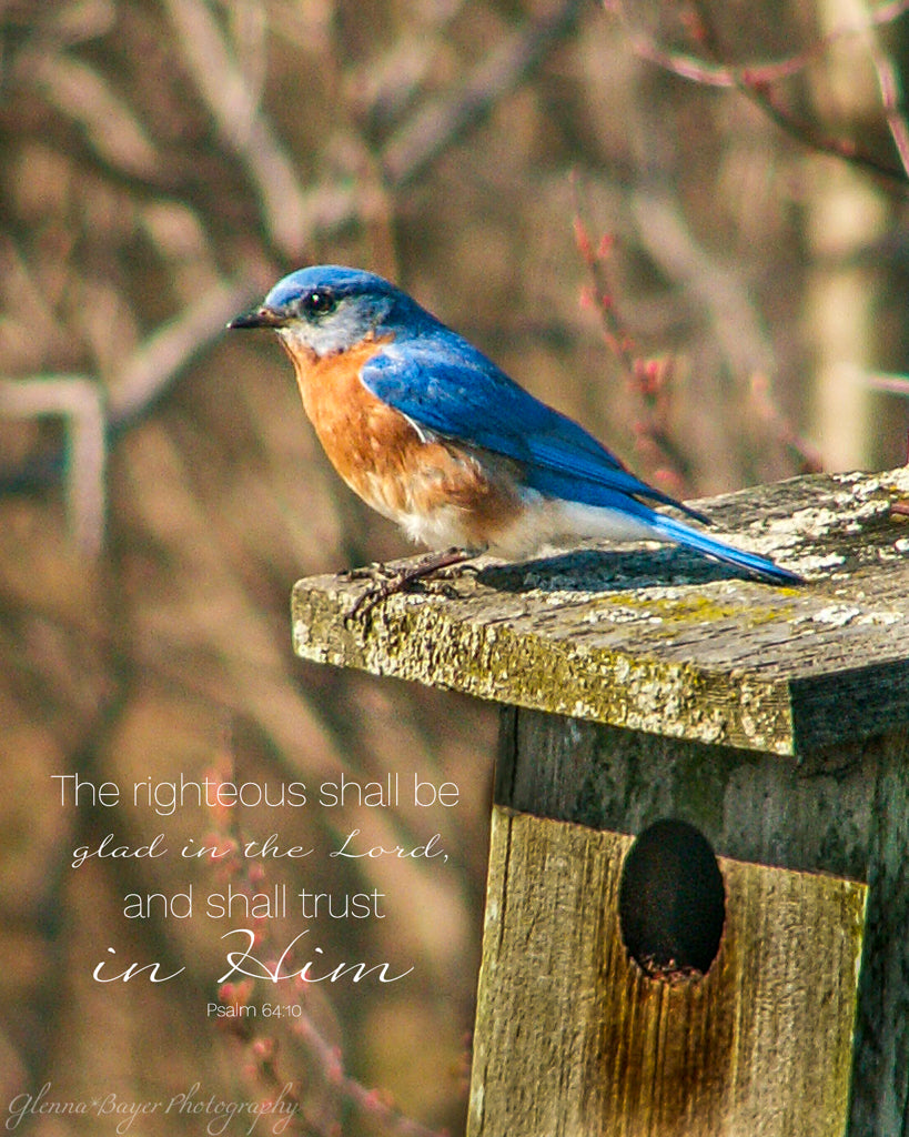 Bluebird With Scripture Bluebirds In The Bible