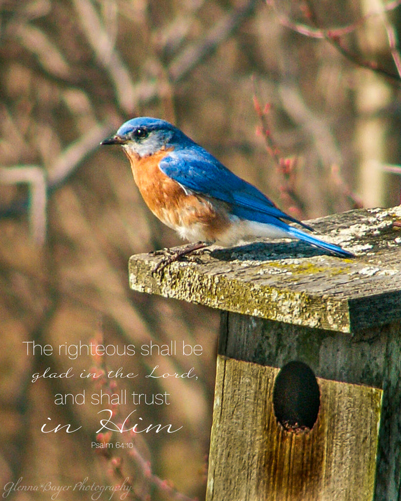 bluebird sitting on birdhouse with bible verse