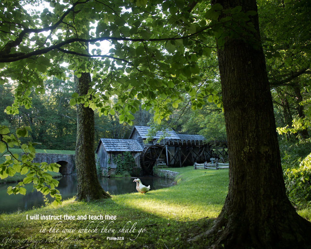 Ducks at Mabry Mill in the spring with bible verse