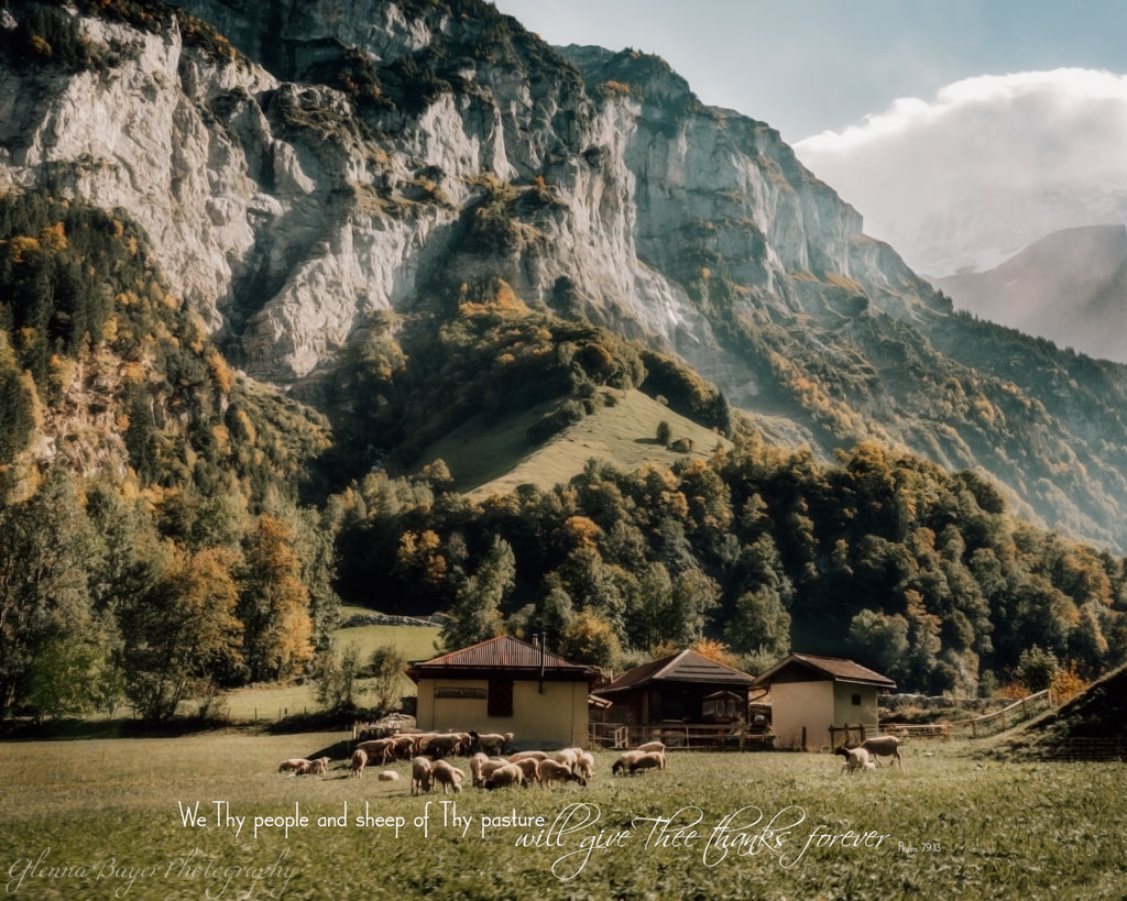 Sheep grazing in Switzerland valley with bible verse