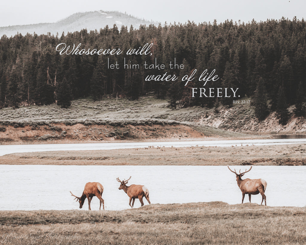 Elk beside river in Yellowstone park with bible verse