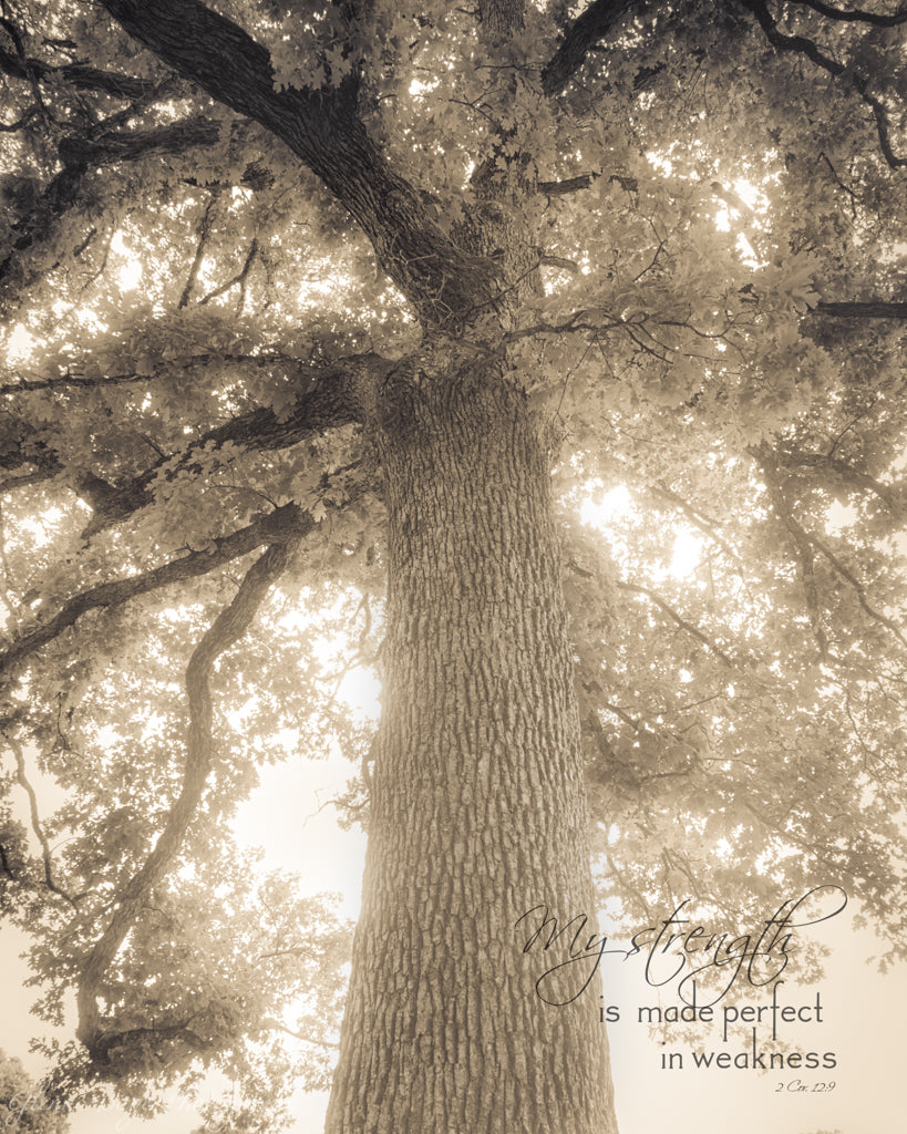 Big tree with bible verse