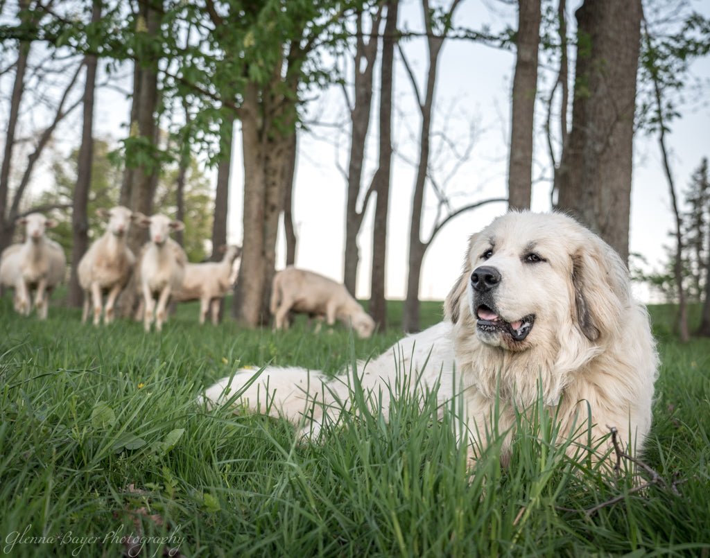 Sheepdog lying in pasture with sheep