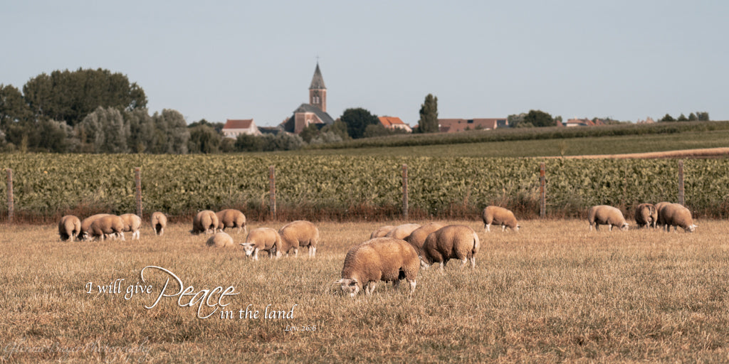 Sheep in pasture in Belgium with bible verse