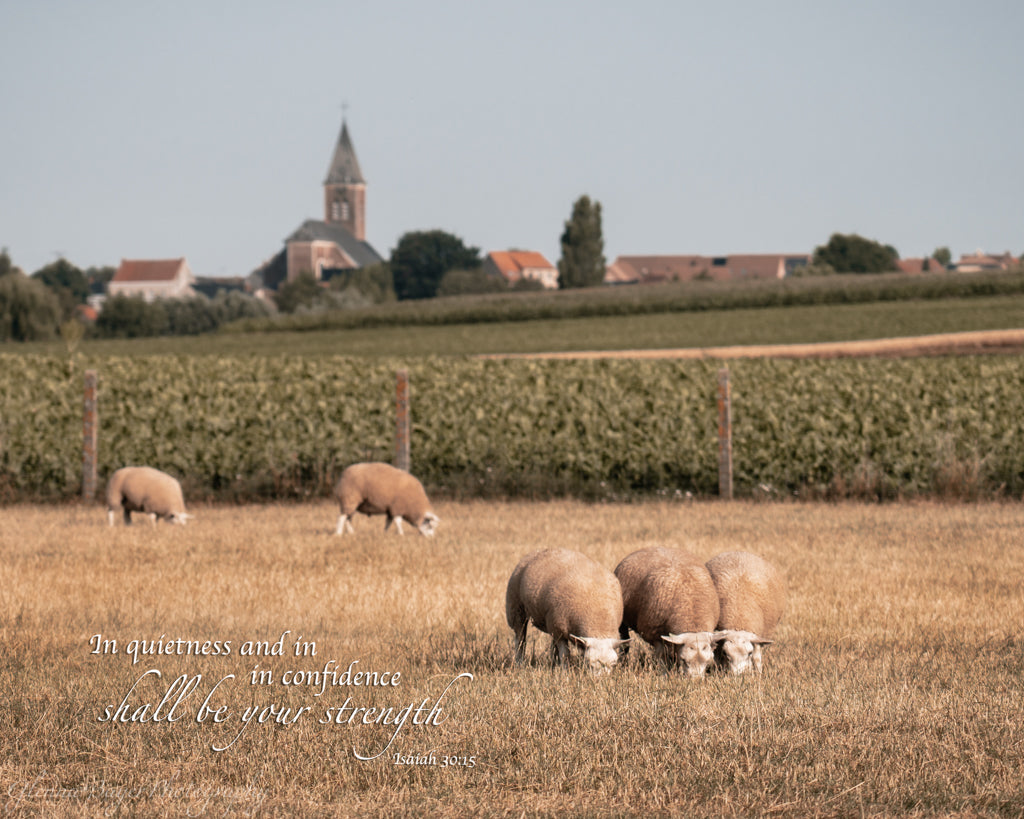 Sheep in pasture with bible verse
