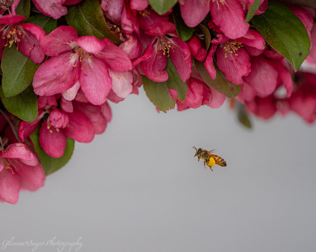 honeybee flying near pink crabapple blooms