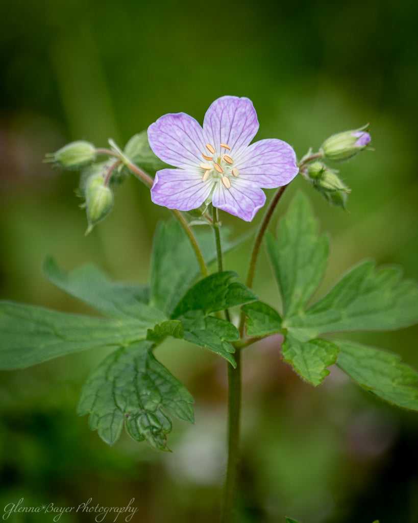 wild purple geranium flower