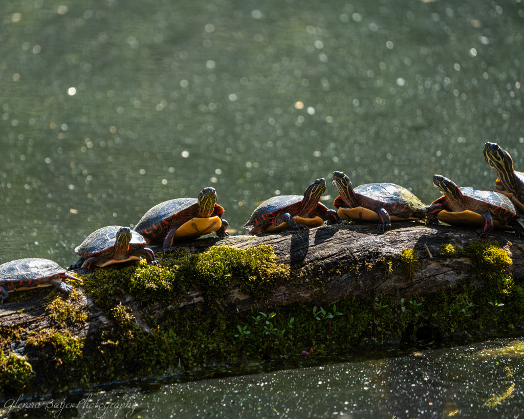 Turtles lined up on log in pond