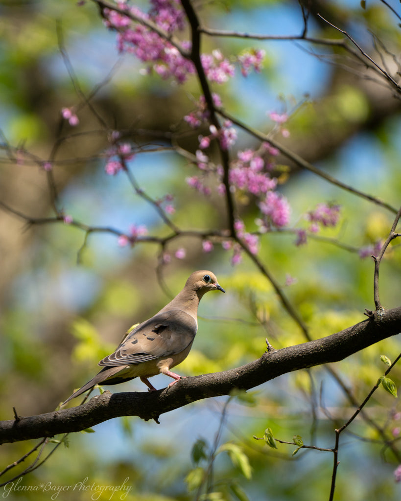 Mourning dove standing on branch