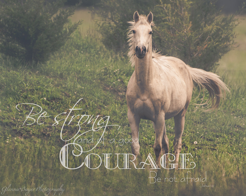 White horse in pasture with bible verse