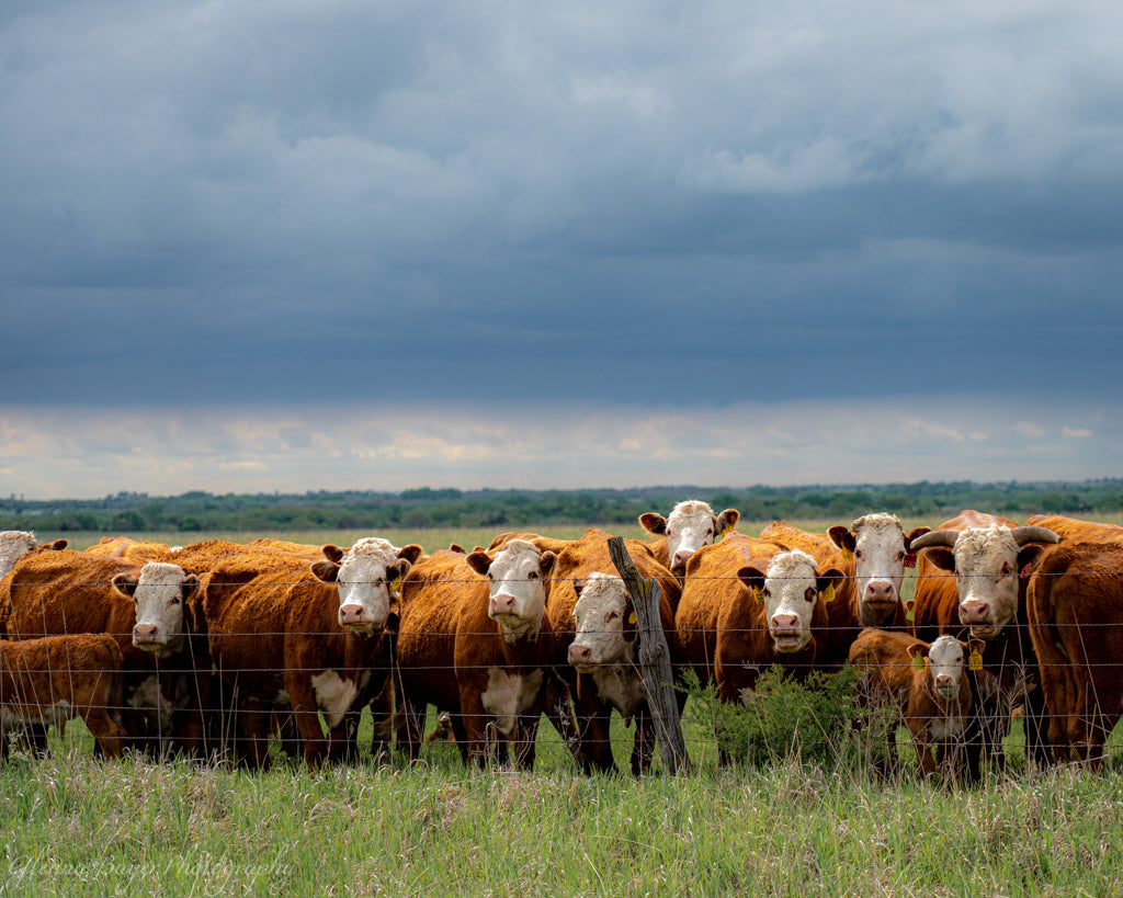 Hereford Cows standing at fence in kansas