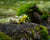 green frog on log at Brukner nature center