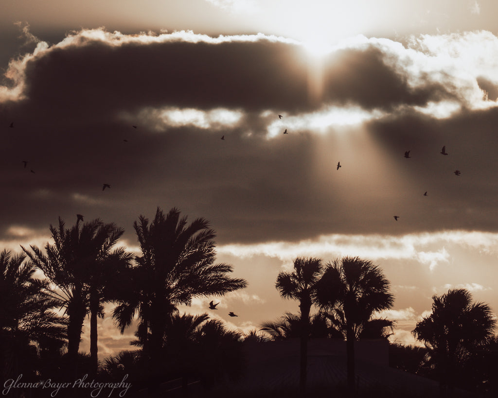 Palm trees & birds at sunrise
