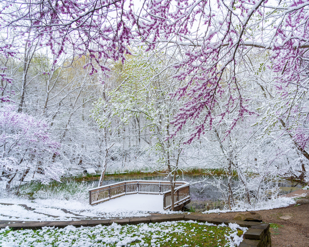 snow covering blooms and green growth around pond