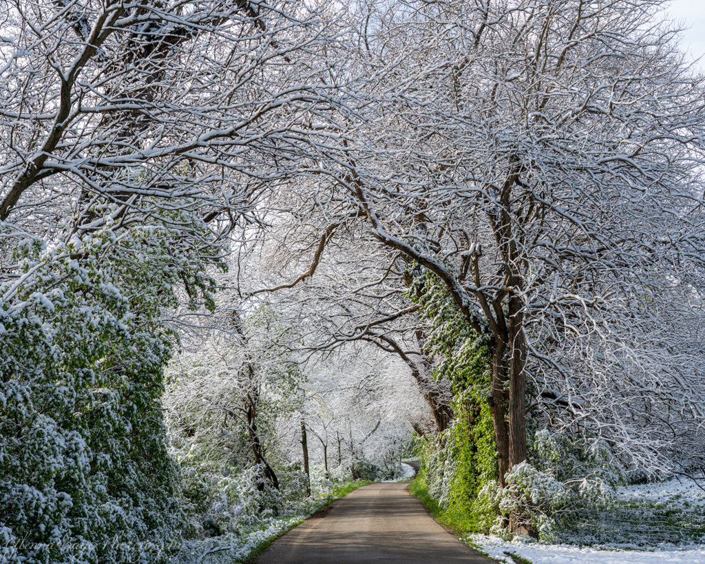 Road through snow covered trees in spring