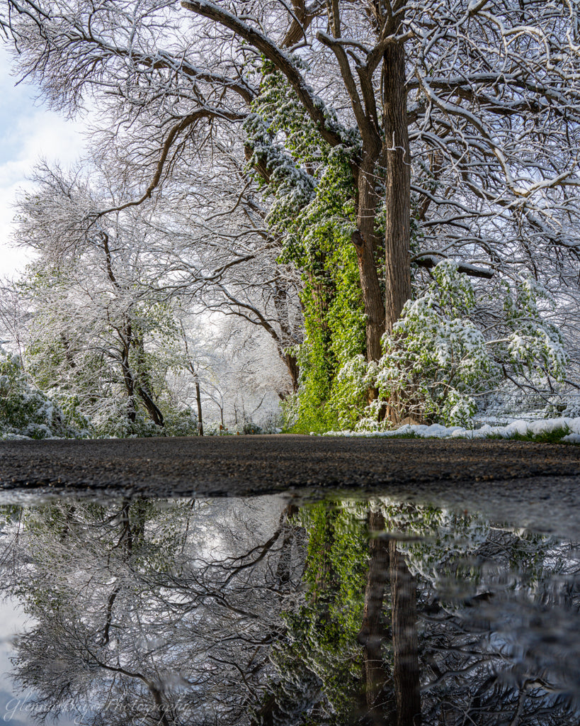 Snow covering spring green with puddle reflection