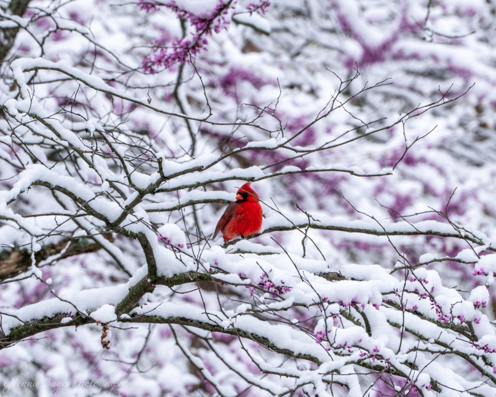 Cardinal sitting in snow covered tree with pink blooms