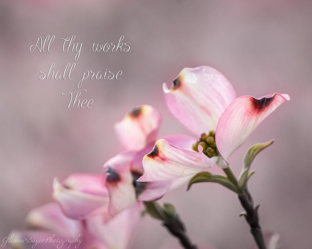 Close up of dogwood bloom with bible verse