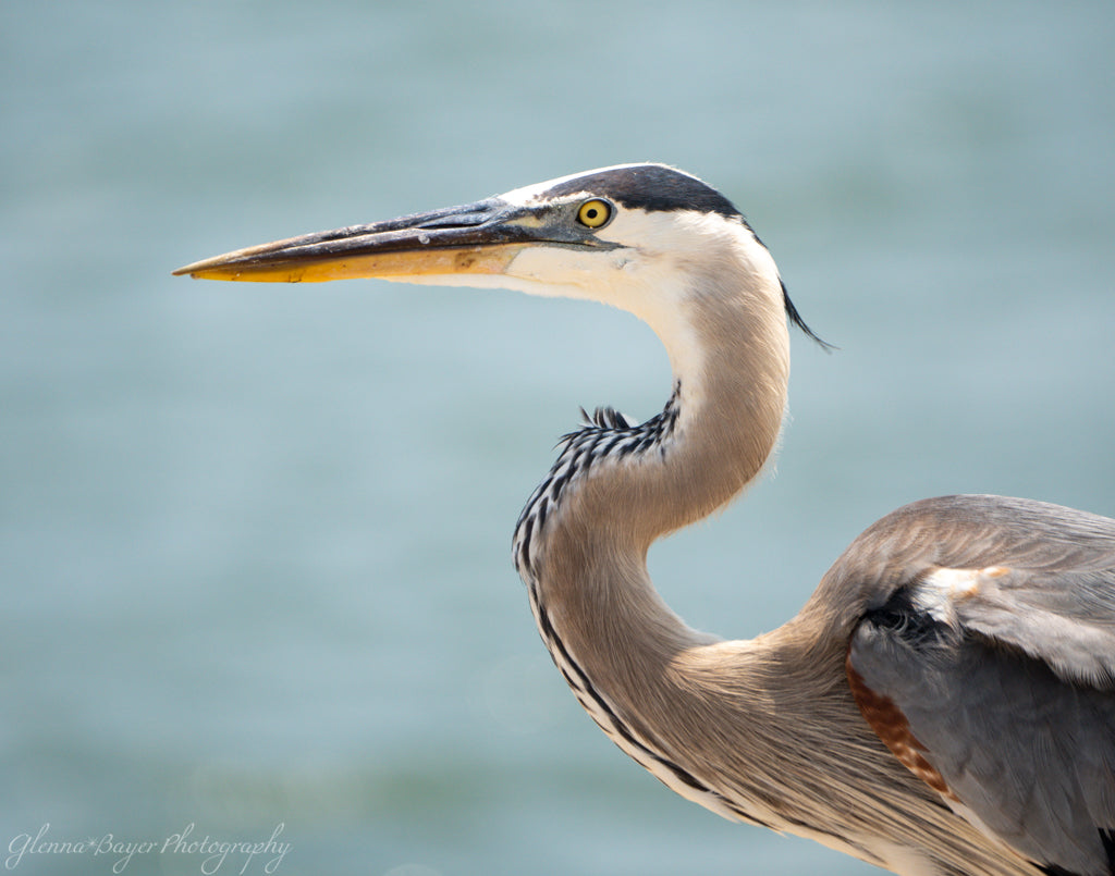 Close up of Blue Heron