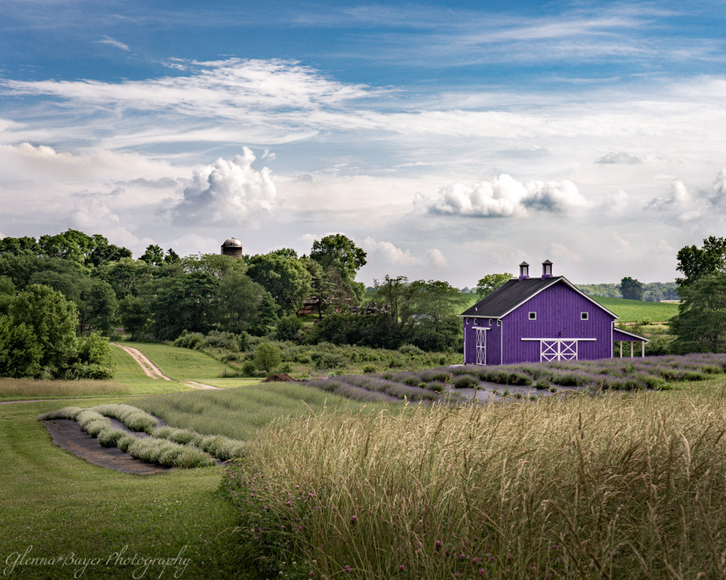 purple barn next to lavender fields