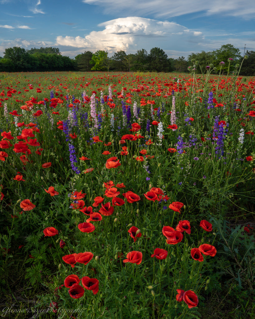 Large field of poppies