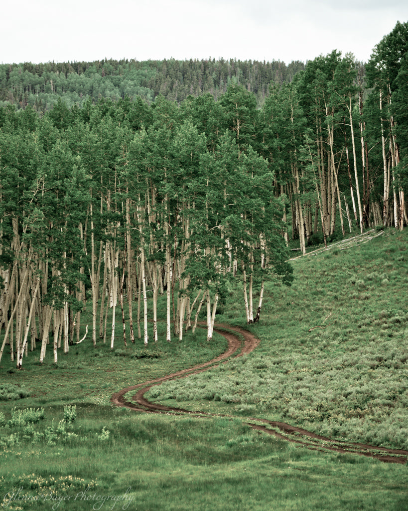 Road into aspen trees during summer