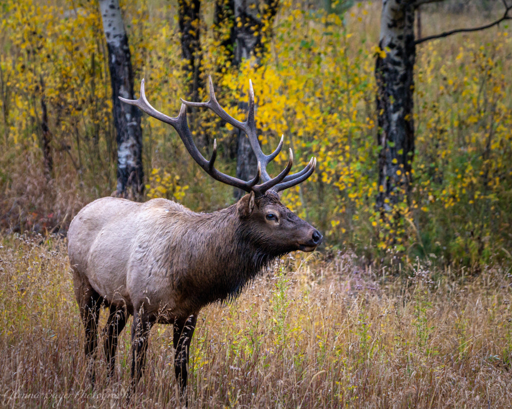 Elk with large antlers standing in field