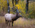Elk with large antlers standing in field